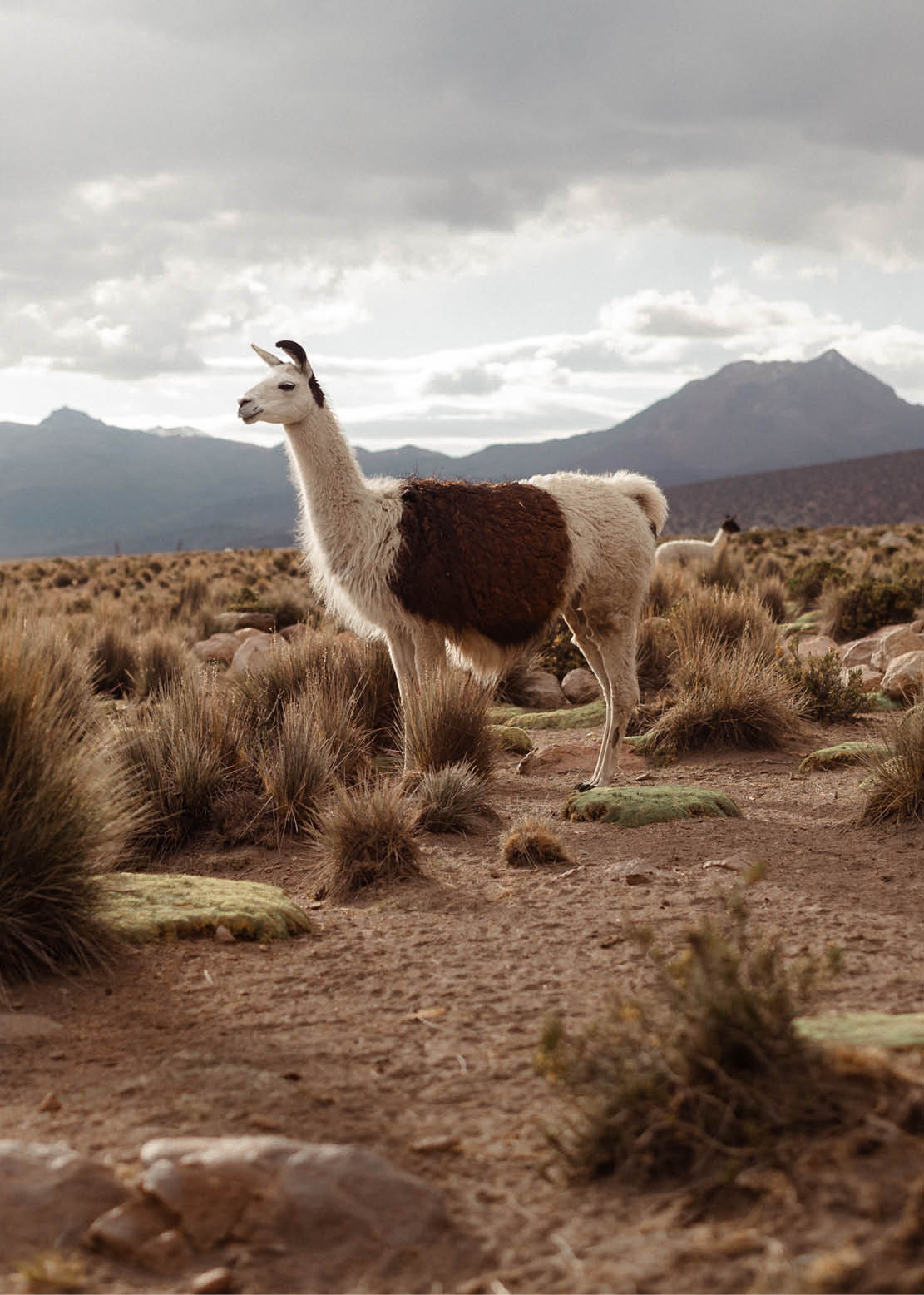 Helen classic clutch | Mix Dried Herb/Albicant Purse aiayu